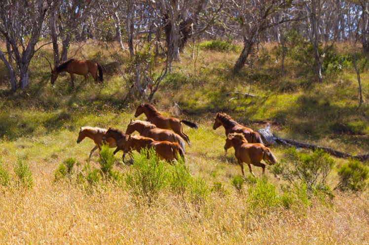 Ray Warren Statue Unveiling