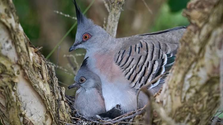 15420977_1390651480946994_8423953799736948676_n