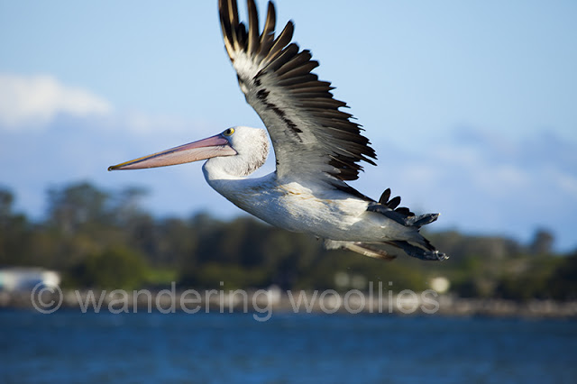 Ray Warren Statue Unveiling