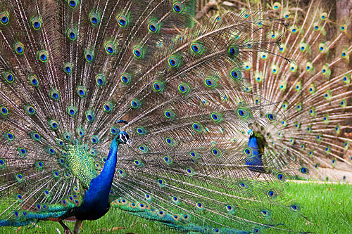 Peacock Parade