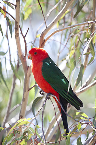 King Parrot