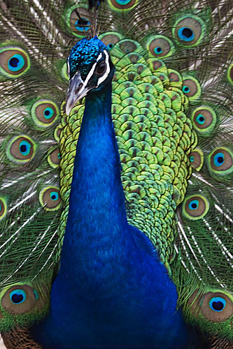 Peacock Parade