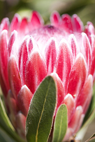 Protea