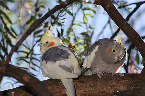 Pair of pigeons